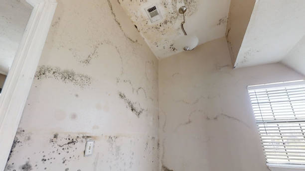 Best Indoor Air Quality Assessment  in Koontz Lake, IN