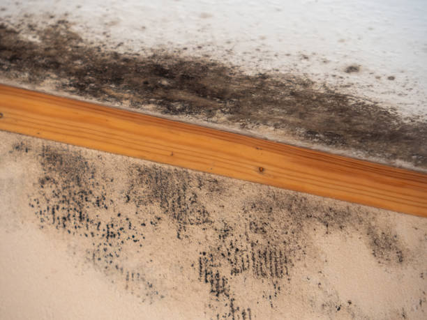 Best Mold Remediation for Healthcare Facilities  in Koontz Lake, IN