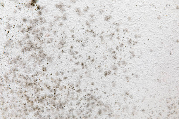 Best Residential Mold Inspection & Testing  in Koontz Lake, IN